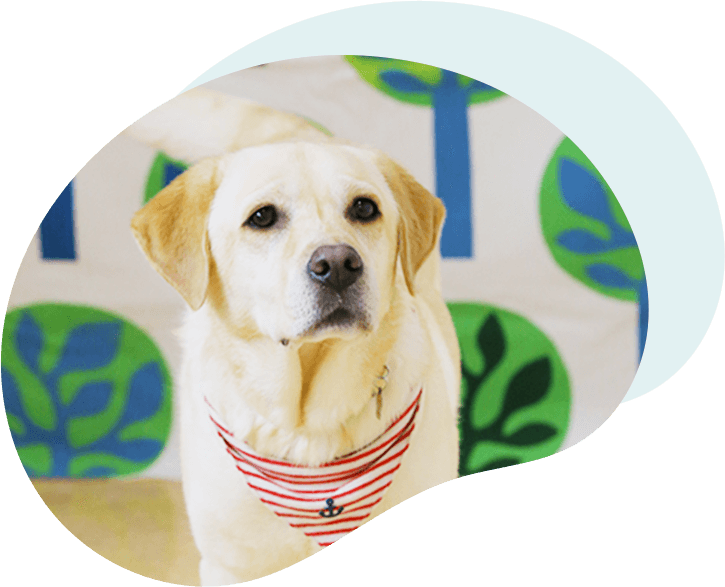 ぐり ラブラドールレトリーバー